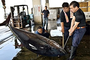 ホンマグロのシーズン到来！那覇・泊漁港で水揚げ始まる