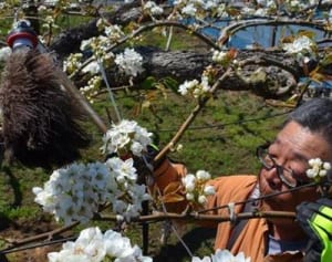 開花遅れも心配ナシ　栽培農家、授粉作業に大忙し　伊勢原市