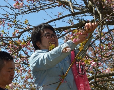 食用八重桜 伝統枯らせぬ　秦野市千村地区