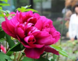 友情、花開く　福島のボタン　座間市役所