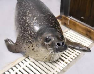 「ココ」デビュー　新江ノ島水族館　ゴマフアザラシの子ども