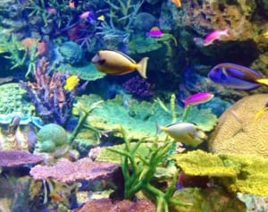 関ジャニ∞村上 1カ月休みがあれば「ダイビングへ行きたい」