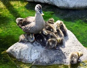 カルガモ親子今年も人気　川崎・江川せせらぎ遊歩道