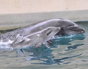 イルカの赤ちゃん誕生　新江ノ島水族館
