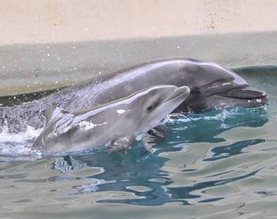 イルカの赤ちゃん誕生　新江ノ島水族館