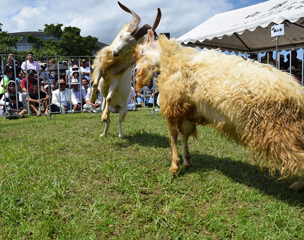 沖縄県石垣島初「山羊まつり」ヤギ汁やヤギそば堪能！闘山羊も！
