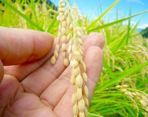 全国から食通集う青森・創業70年総菜店の焼きおにぎりのヒミツ