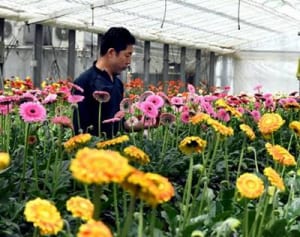 母の日にはガーベラを　平塚・マツキバラ園芸