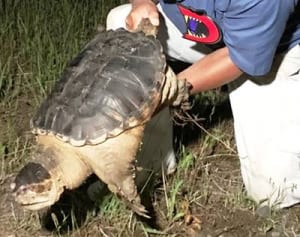 多摩川でカミツキガメ捕獲　飼えなくなって捨てたか