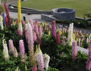 咲き誇るルピナス　神奈川県立津久井湖城山公園