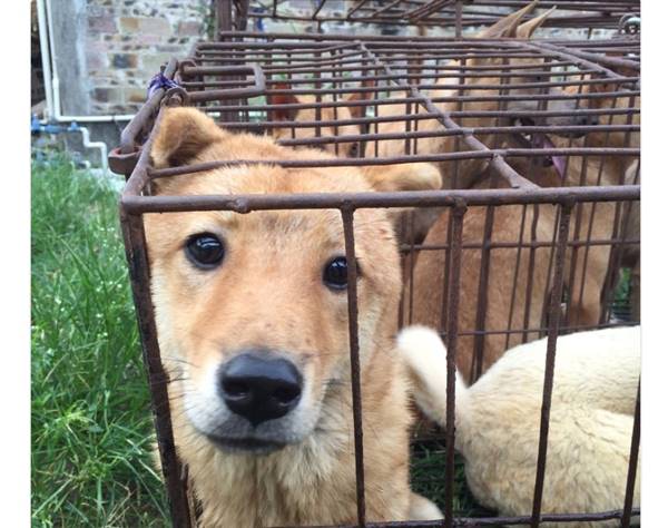 非難浴びる中国の犬肉祭り、今年はついに中止か