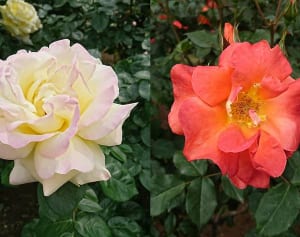 【今週の対決】鳩山会館、旧古河庭園…「バラ園」の魅力