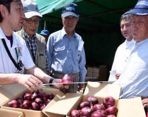 「湘南レッド」丸々と　「天候良く、仕上がり上々」