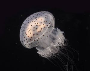 海に舞うヒョウ？　希少クラゲ初展示、新江ノ島水族館