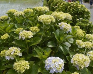 田んぼと水音と…　開成町で「あじさいまつり」