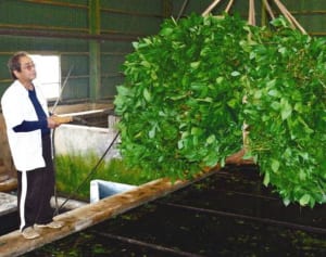 リュウキュウアイが激減　塩害や高齢化　染織工芸打撃