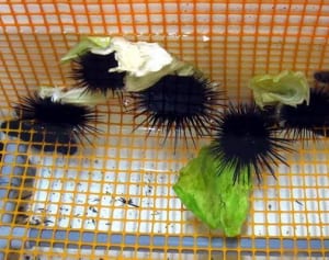 キャベツ食べたウニが美味　厄介者が食用に　横須賀