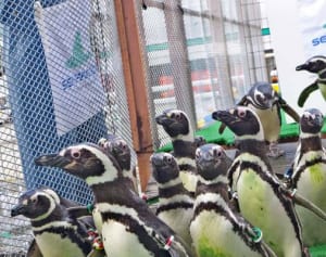 ペンギン82羽が“新生活”　新潟から八景島シーパラダイスに引っ越し