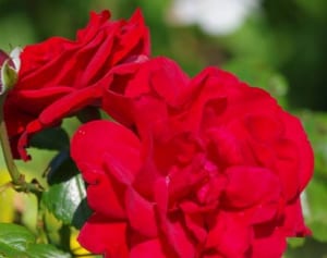 【韓ドラの凄ワザ】『パパはスーパースター!?』で光る子役の存在