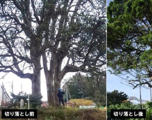 県指定天然記念物「モチノキ」伐採、容疑で3人を書類送検　戸塚署