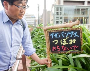 花茎30本以上がへし折られる　JR東神奈川駅と京急線仲木戸駅の間の広場