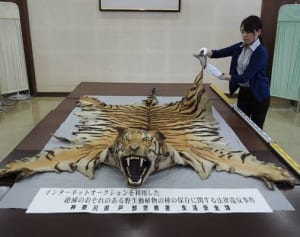 絶滅危惧種のトラ毛皮を競売サイトに出品　戸部署が容疑の2人を書類送検