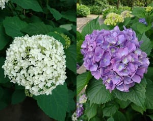 【今週の対決】都内「あじさいまつり」はとしまえんに軍配？