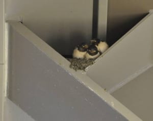 「優しく見守って」鎌倉駅改札上にツバメの巣