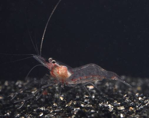 深海エビの繁殖成功　新江ノ島水族館が世界初
