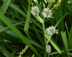 絶滅危惧種の水草間引き　厚木