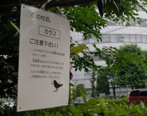 市役所の周辺でカラスに注意を・相模原市