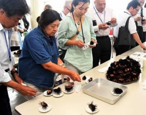 ムラサキウニの美味に太鼓判　三浦市で畜養研究が本格化