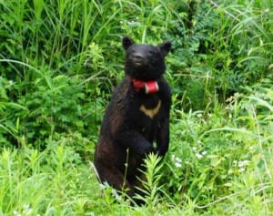 清川村にクマ再び　注意呼び掛け