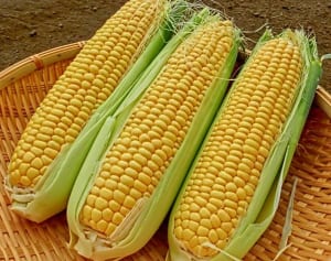 高血圧や夏バテの予防も…とうもろこしのスゴイ老化抑制効果