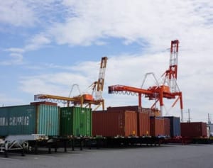 猛毒アリが続々日本に上陸？ヒアリ以外にも殺人アリの恐怖！