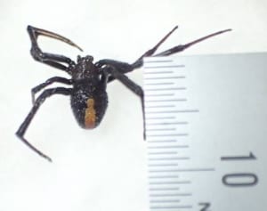 有毒のセアカゴケグモ発見　相模原