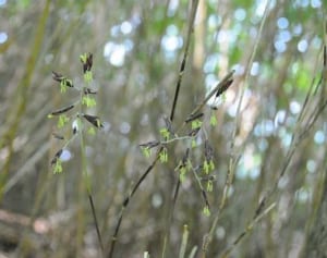 丹沢に異変 ササが開花・枯死多発