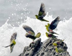 輝く黄緑色の群れ　大磯、アオバトが飛来