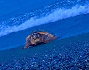 アカウミガメ、産卵で上陸か　小田原・御幸の浜