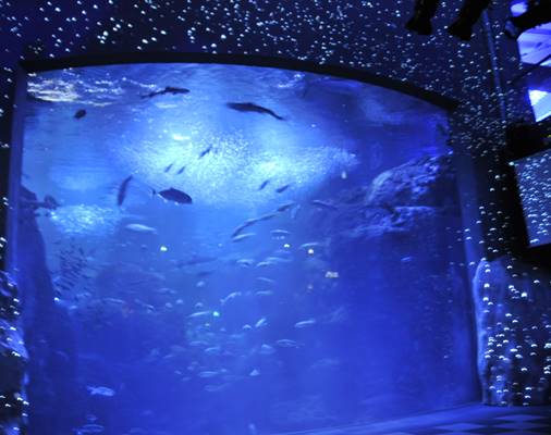 「満天の星降る水族館」　新江ノ島水族館で特別企画