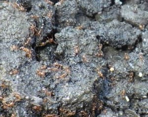 ヒアリ対策に自信　横浜港