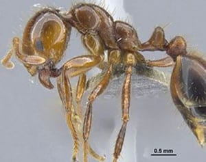 「在来種、殺虫剤で殺さないで」　ヒアリ対策で専門家呼び掛け