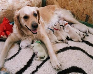 ゴールデン・レトリバーが緑色の仔犬を出産