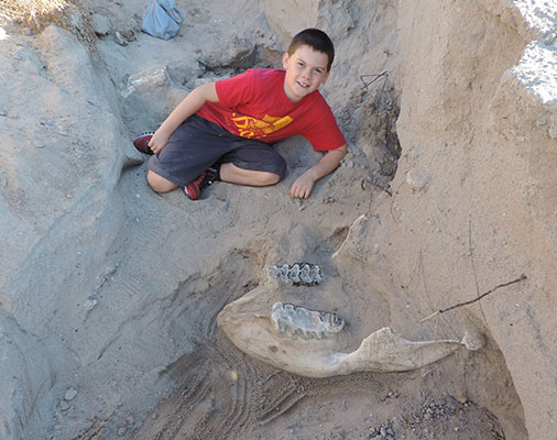 9歳の男の子、歴史的価値きわめて高い化石を散歩中に発見