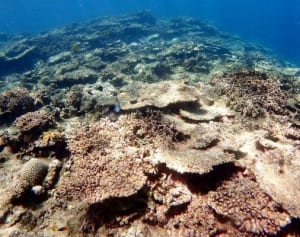 国内最大の石西礁湖、サンゴ激減「白化」が回復せず