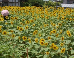 上大岡、ヒマワリ3万本見頃　22日「迷路」のイベントも