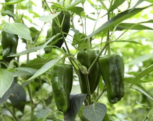 がん予防に美肌効果も！ ピーマンのスゴイ効用5