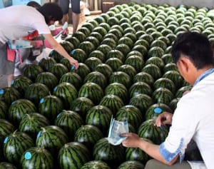 スイカ出荷、2人一緒に　農家向け婚活イベント