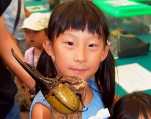オオカブトに興味津々　川崎信金で昆虫展
