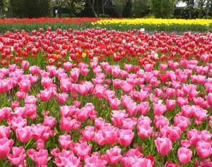 全国で2番目に住みやすい！「富山県砺波市」は何がスゴイのか